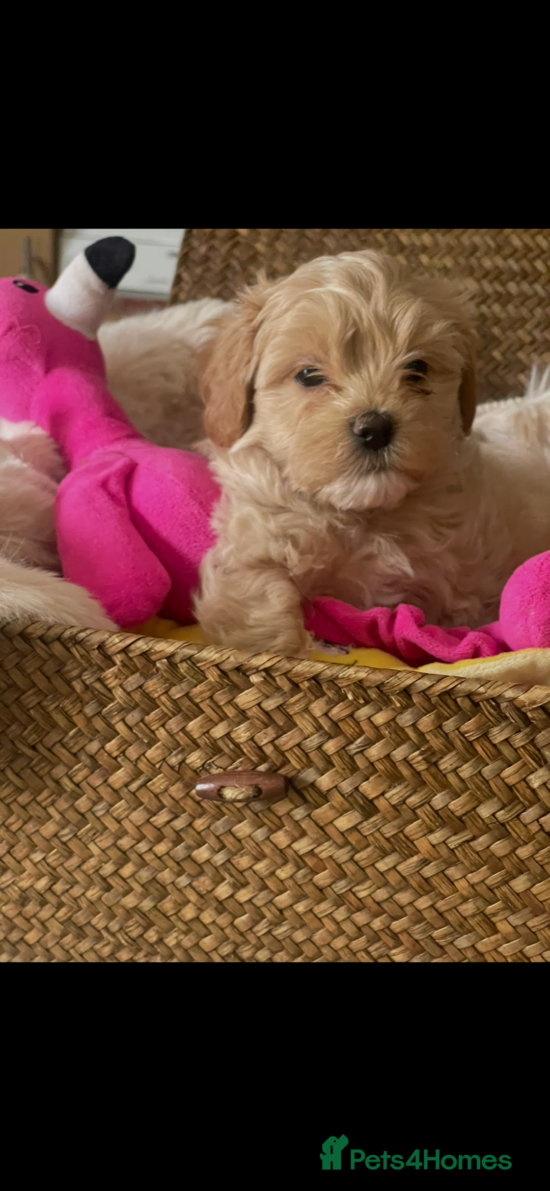 Maltipoo dogs for sale: Maltipoo puppies for sale  - Image 27