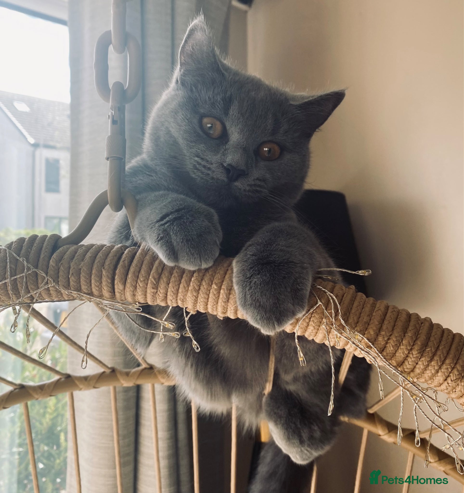British Shorthair cats for stud: Looking for stud  - Advert 1