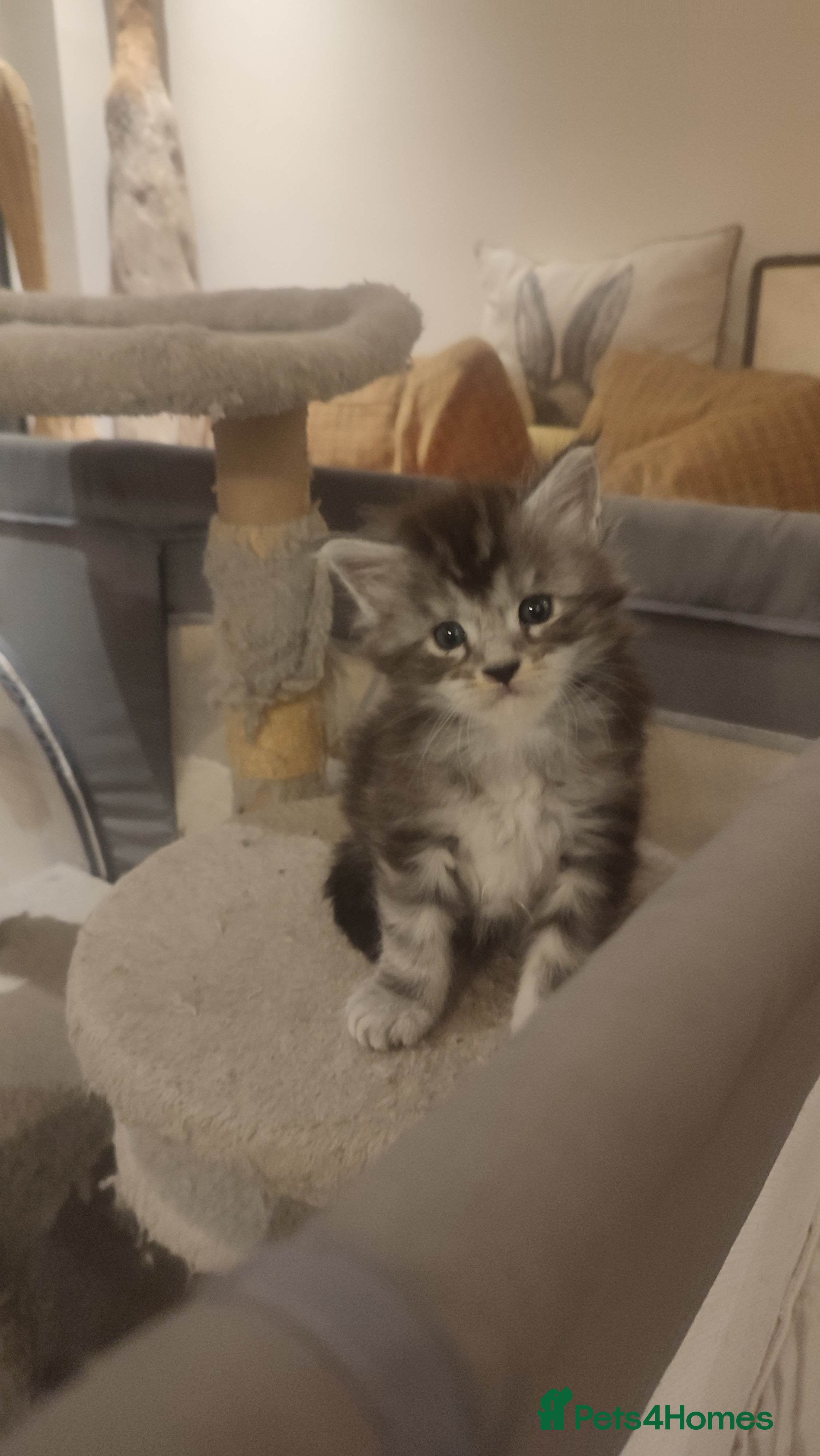 Maine Coon cats Tica Reg and fully health tested - Advert 17