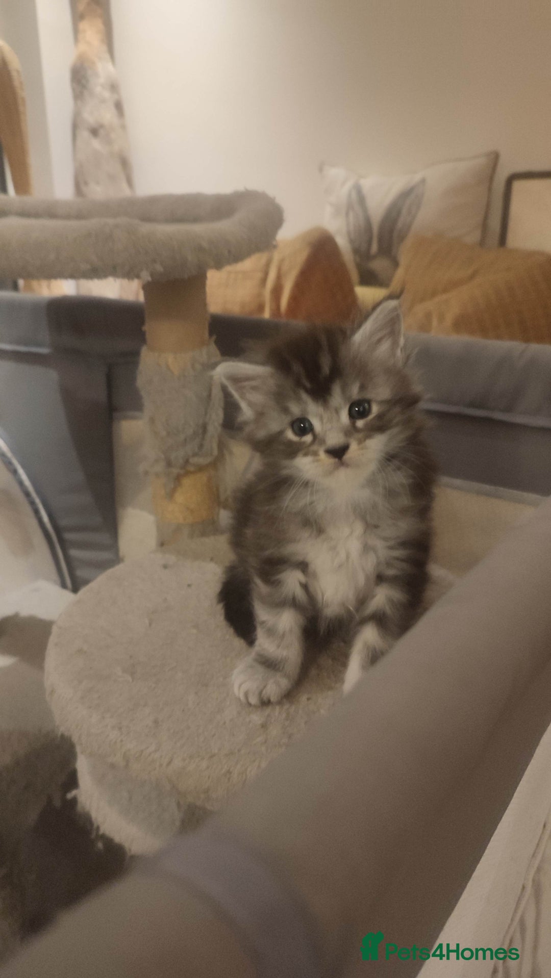 Maine Coon cats for sale: Tica Reg and fully health tested - Advert 4