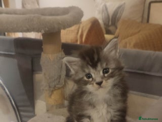 Maine Coon cats Tica Reg and fully health tested - Advert 6