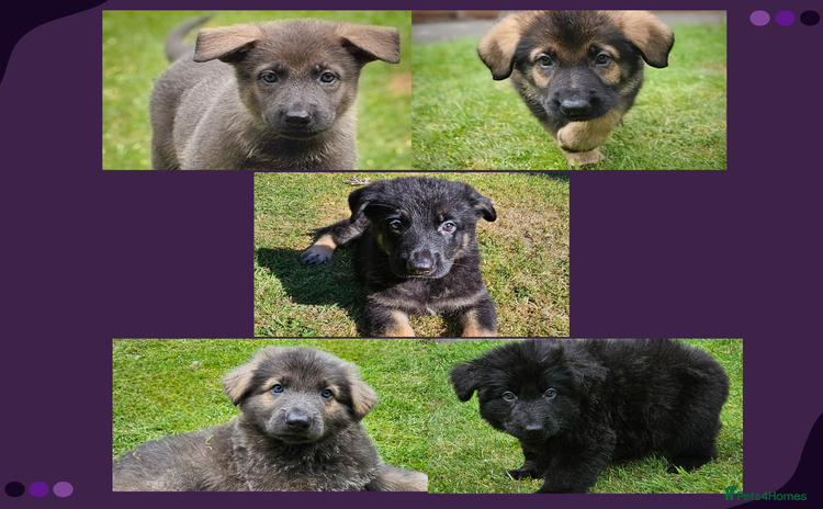 German Shepherd dogs - Advert 6