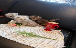 Ragdoll cats for sale: 🐾Fluffy Little Dreamers Are Here!🐈 - Image 12