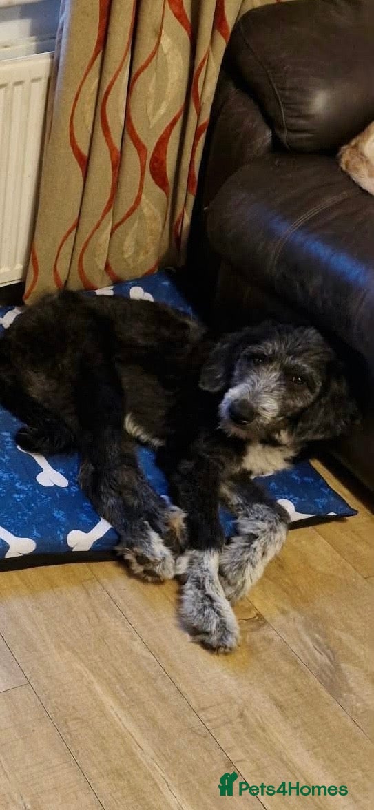 Mixed Breed dogs for adoption: Jessie 🩷 - Advert 1