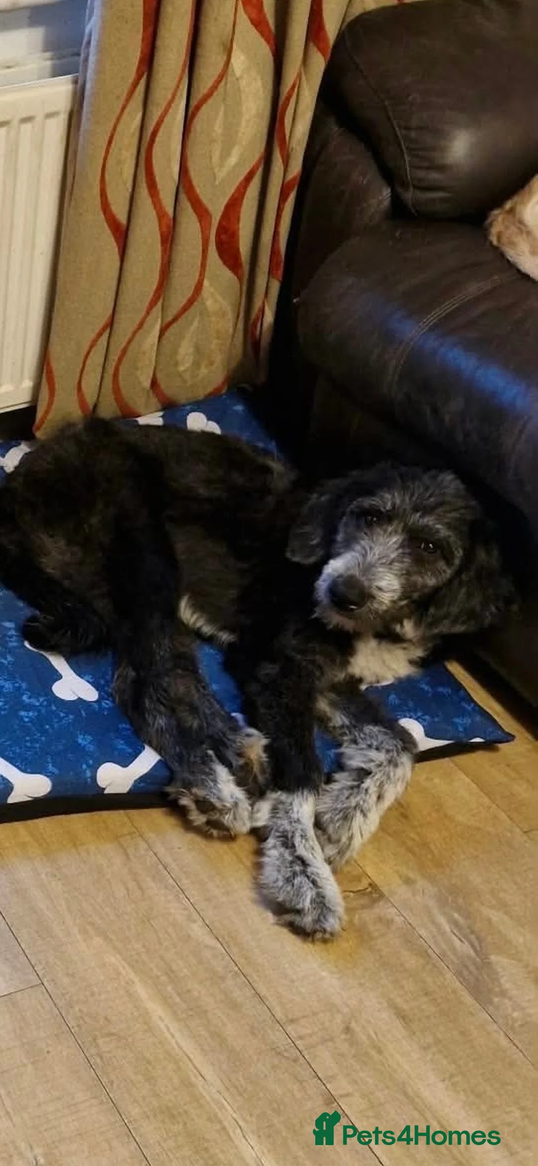 Mixed Breed dogs for adoption: Jessie 🩷 in Pontefract - Advert 1