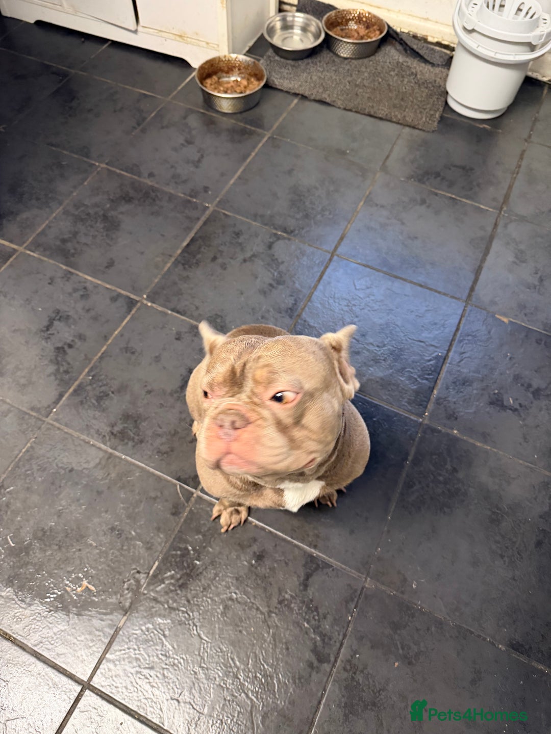 French Bulldog dogs for stud: PETER PAN STUD - Advert 3