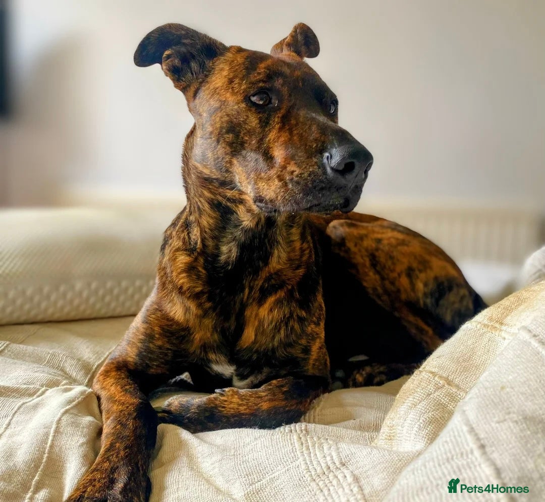 Mixed Breed dogs for adoption: 💔 Handsome Oscar is looking for his forever home  - Advert 7