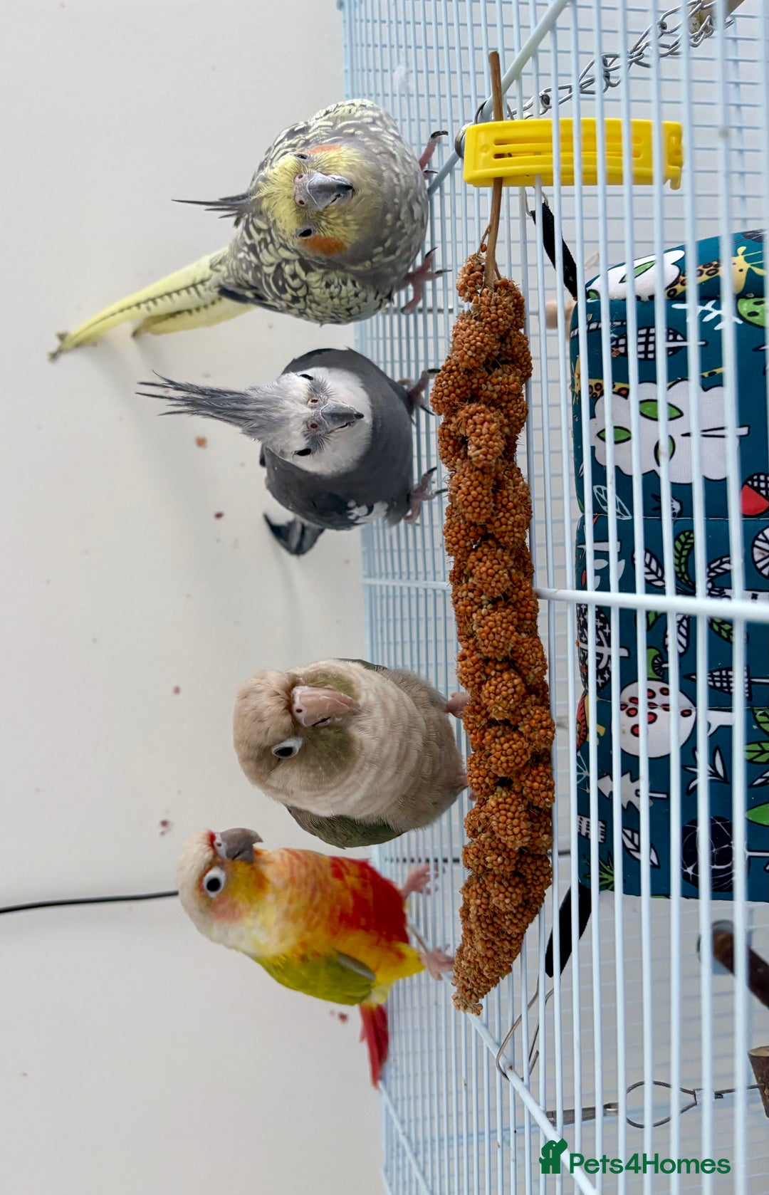 Conures birds for sale: Healthy and Happy Conures - Image 9