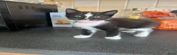 Mixed Breed cats for sale: Stunning Kittens Ready Now - Advert 21