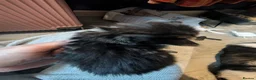 Domestic Shorthair cats for sale: Fluffy Little Mischief Makers Looking for Homes - Advert 15