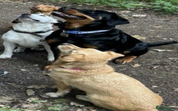 Mixed Breed dogs for sale: Mixed breed male dog - Advert 4