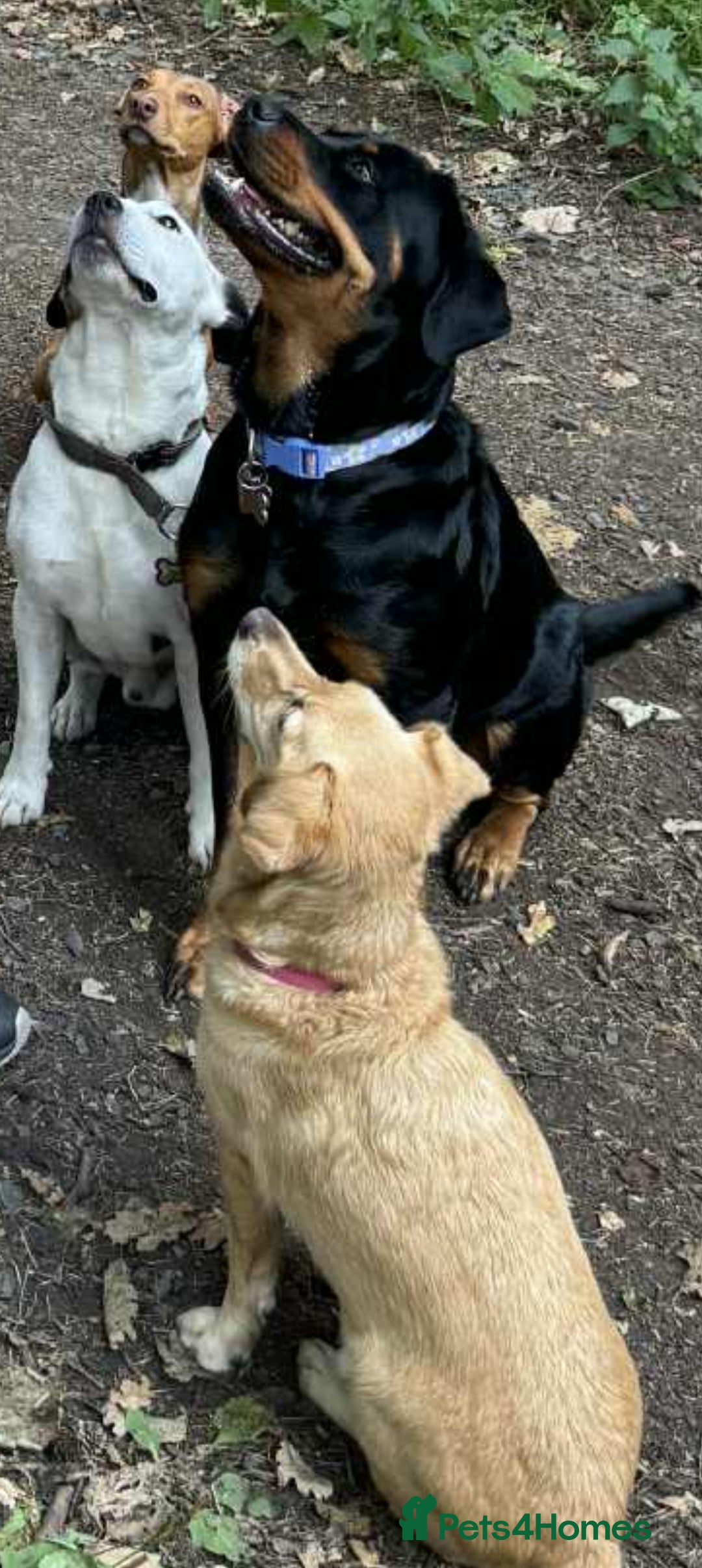 Mixed Breed dogs for sale: Mixed breed male dog - Advert 4