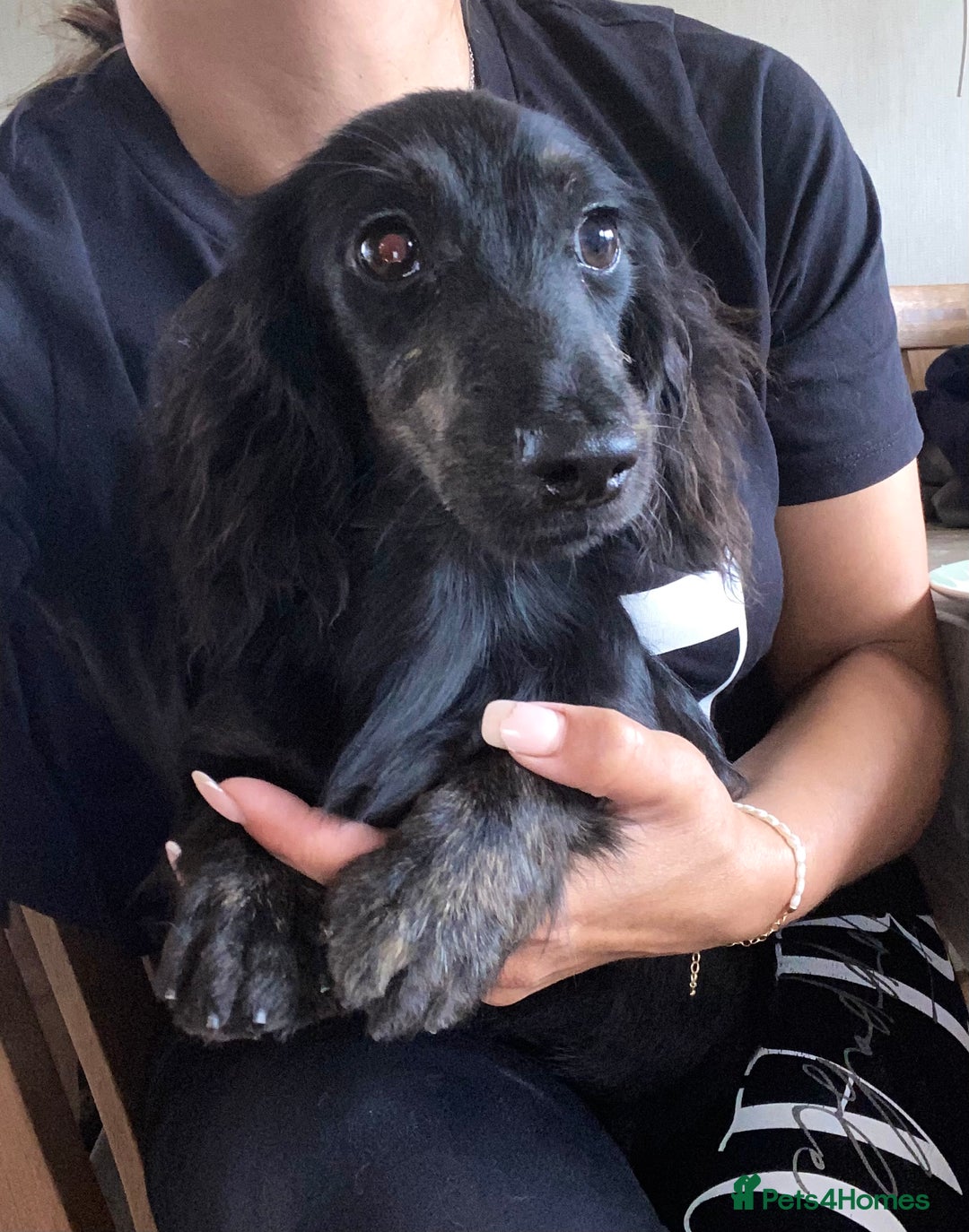 Miniature Dachshund dogs for sale: Adorable kc mini l/h  boy looking for his home .  - Image 34