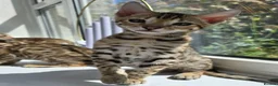 Bengal cats for sale: Ready NOW.. need go ASAP - Advert 26