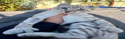 Keetso cats for sale: Superb polydactyl curled eared Keetso kittens.  - Advert 13