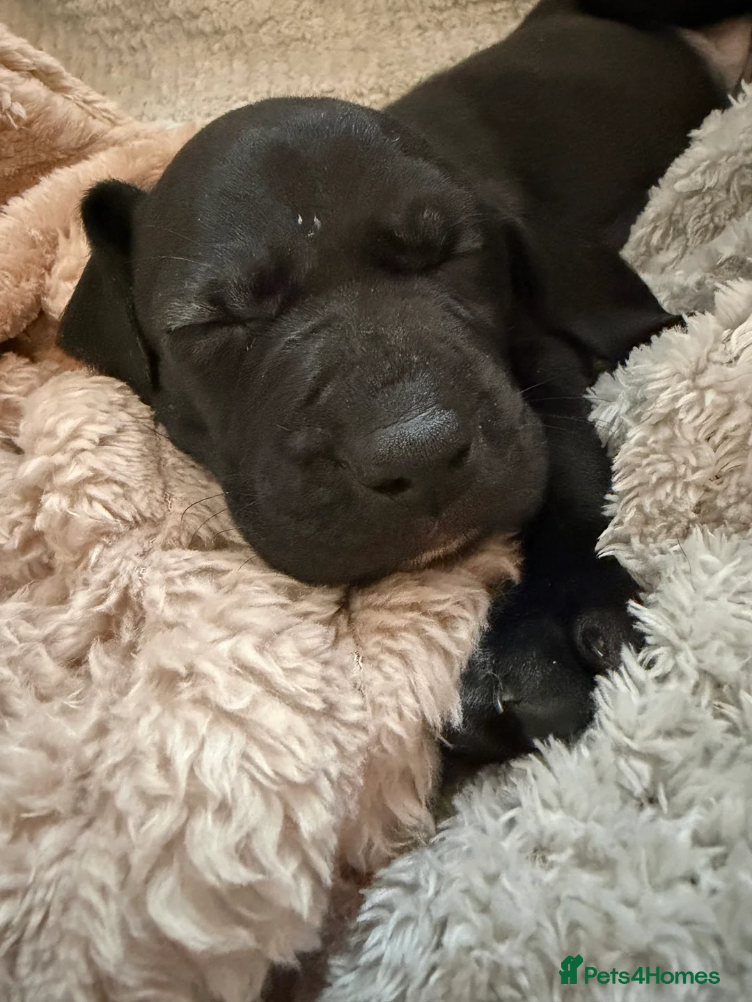 Mixed Breed dogs for sale: Vizmaraner puppies  - Advert 28