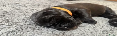Labrador Retriever Orange