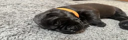 Labrador Retriever dogs for sale: Black KC Lab puppies - Advert 14