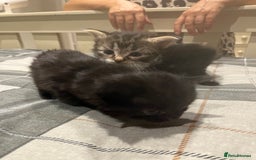 European cats for sale: Kittens - Image 6