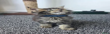 Maine Coon 2