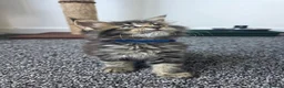 Maine Coon cats for sale: Maine coon pedigree kittens  - Advert 27
