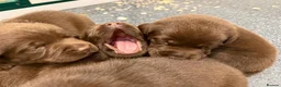 Labrador Retriever dogs for sale: ✨Outstanding Chunky Chocolate Labrador puppies✨ in Cowbridge - Advert 4