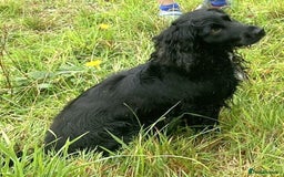 Cocker Spaniel dogs for sale: Expecting Litter of Pedigree Working Cockers - Image 5