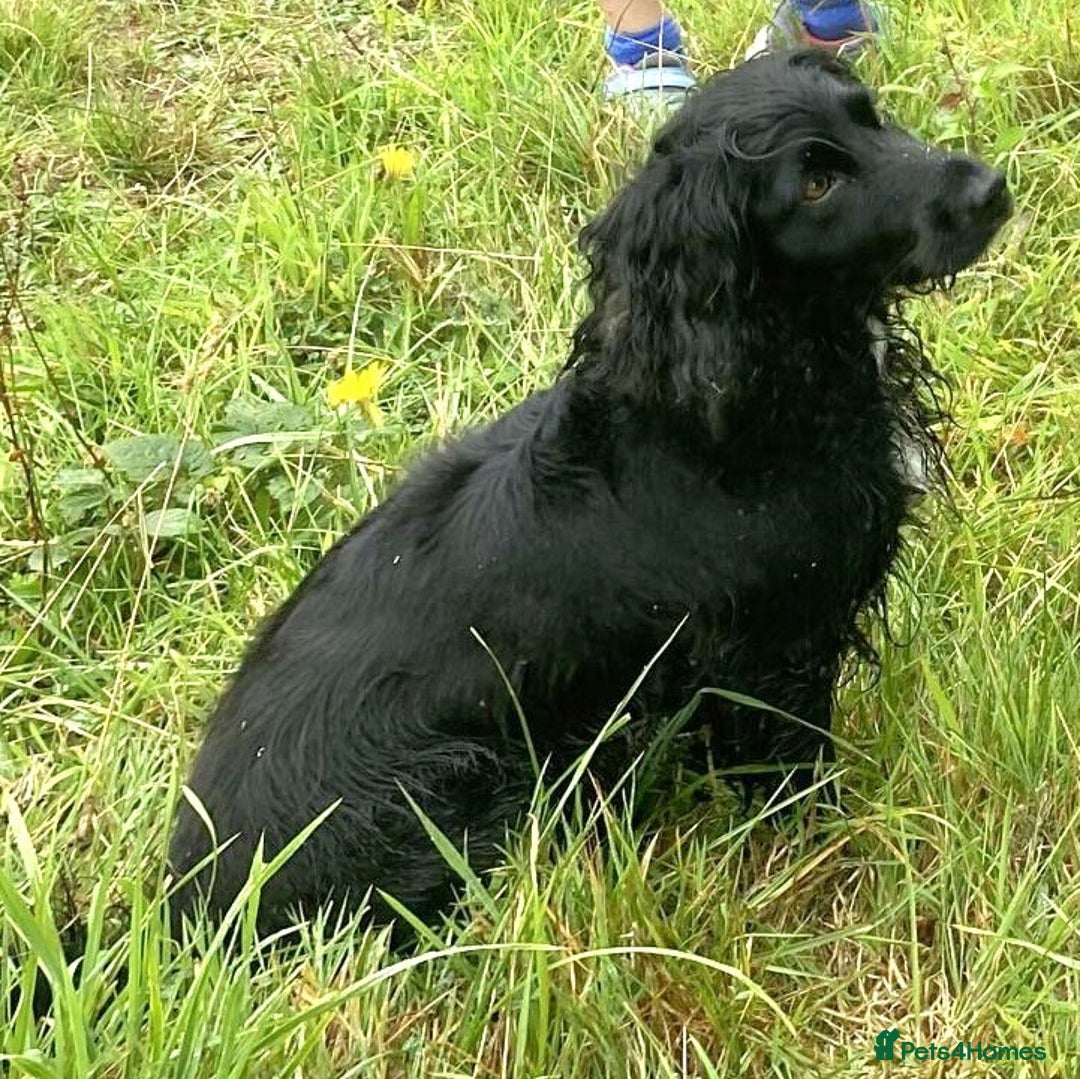 Cocker Spaniel dogs for sale: Expecting Litter of Pedigree Working Cockers - Image 5