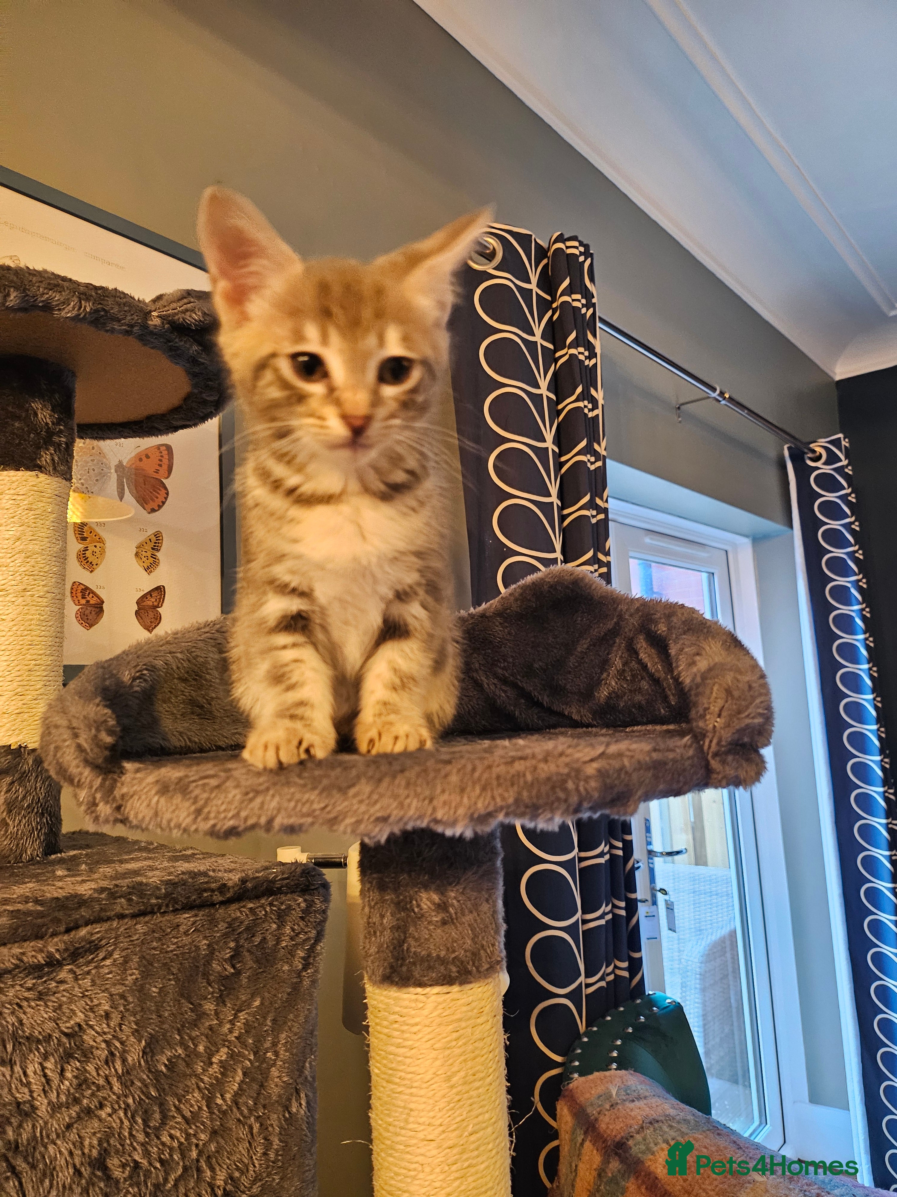 Savannah cats Beautiful Savannah cross kittens for sale - Advert 14