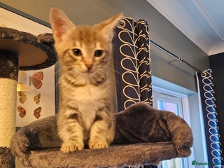 Savannah cats Beautiful Savannah cross kittens for sale - Advert 14