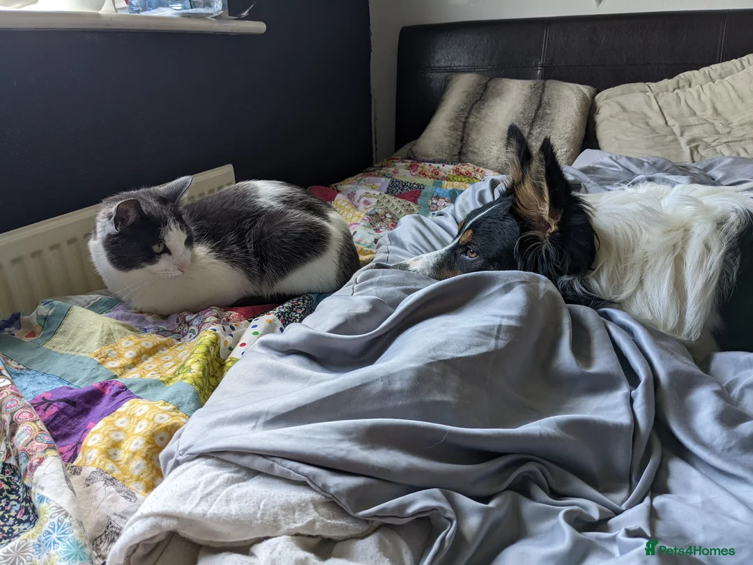 Border Collie dogs for sale: Experienced forever home only  - Advert 18