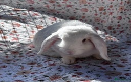 Mini Lop rabbits for sale: Male Mini lop looking for a forever home  - Image 2