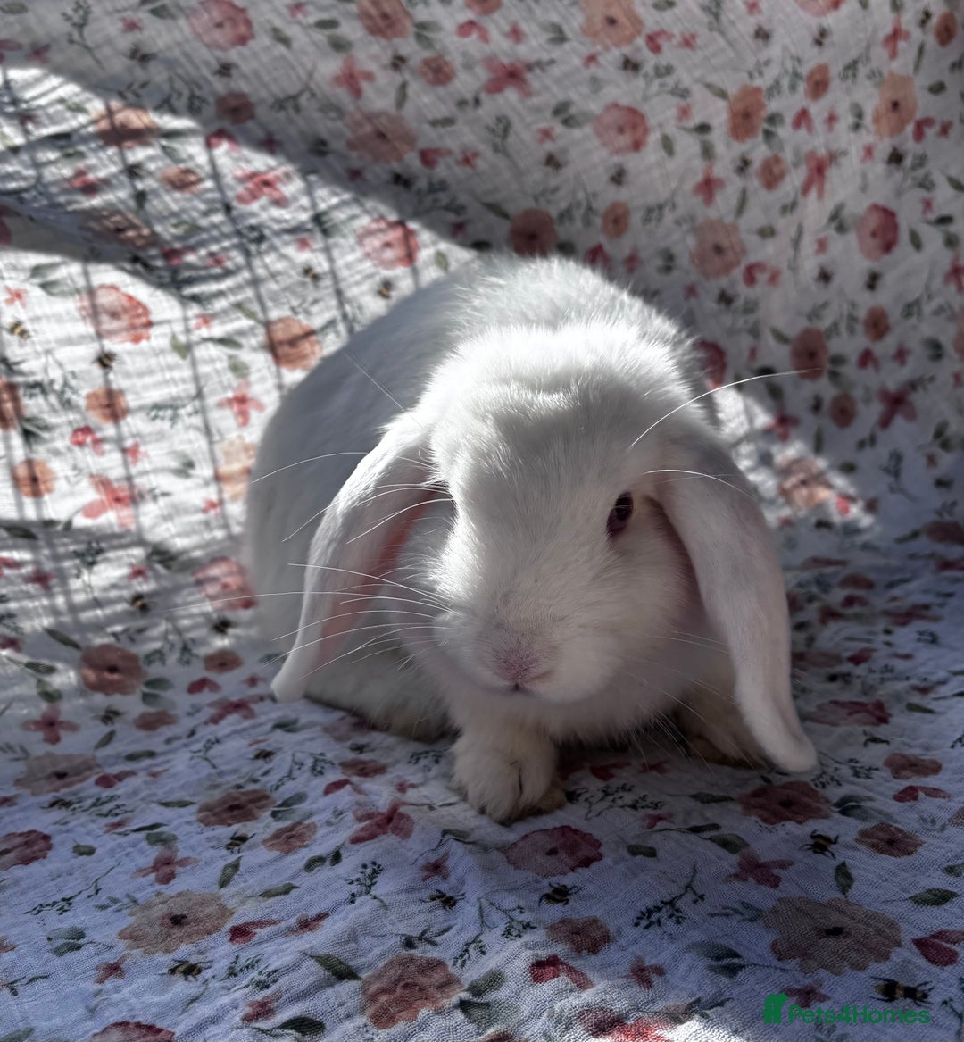 Mini Lop rabbits for sale: Male Mini lop looking for a forever home  - Image 2