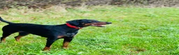 Dobermann dogs for sale: Loyal Doberman  in Preston - Advert 8