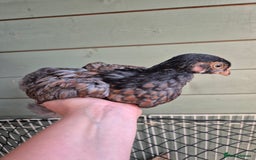 Chickens poultry for sale: 9 x LF wyandottes - Image 1