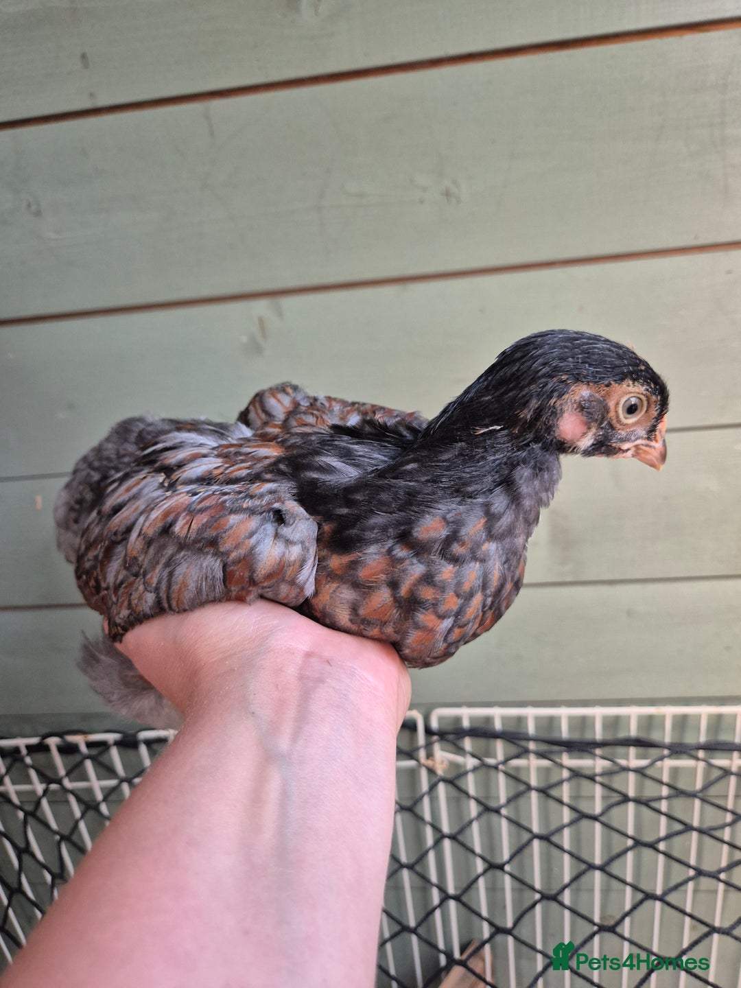 Chickens poultry for sale: 9 x LF wyandottes - Image 1