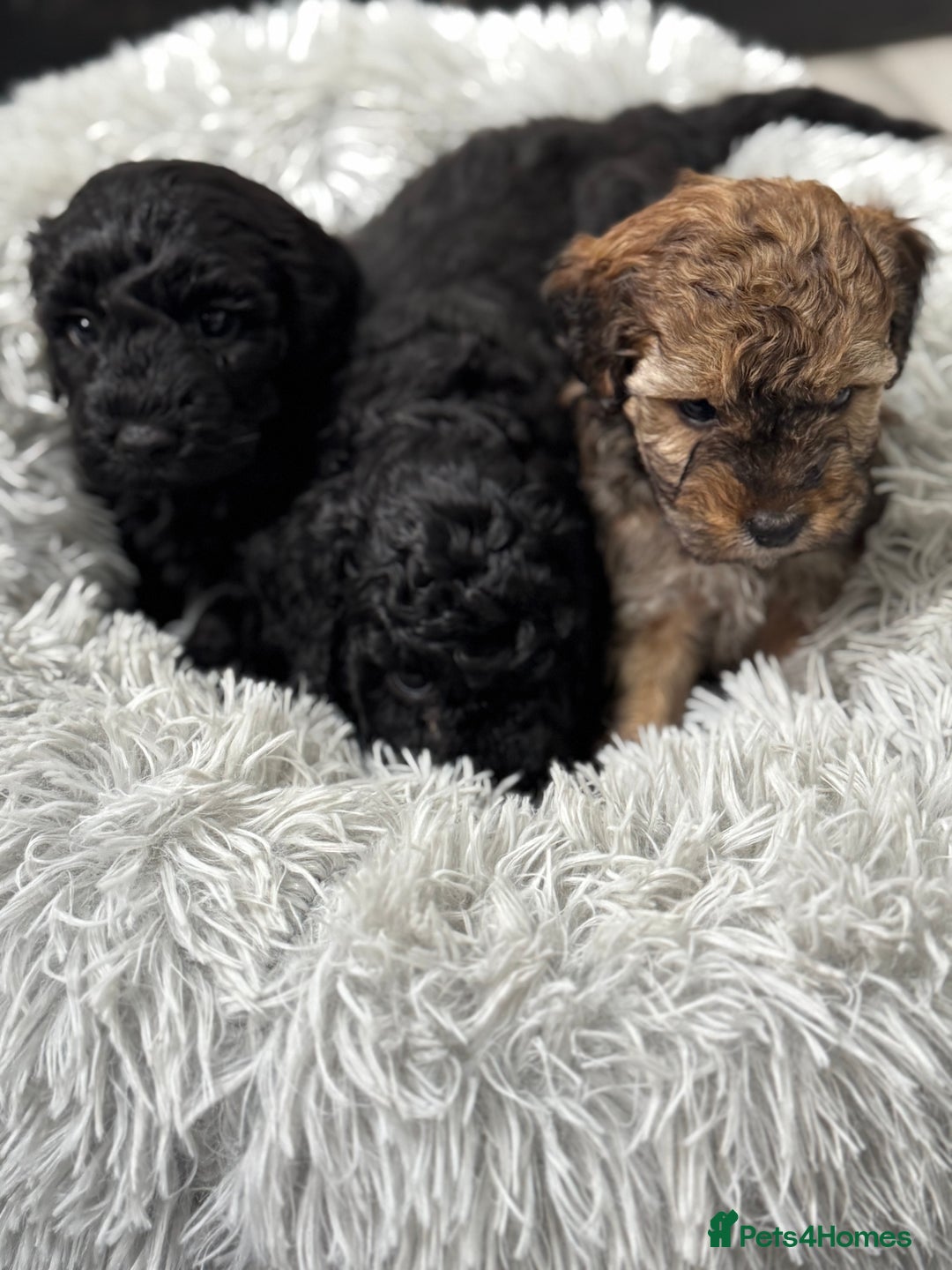 Cockapoo dogs for sale: Outstanding Cockapoos Fully Health Tested  - Image 25
