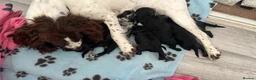 Cockapoo dogs for sale: Cockapoo Pups - Advert 3