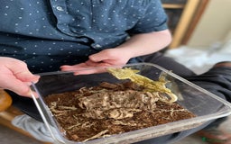 Gecko reptiles for sale: Crested gecko and custom viv - Image 6