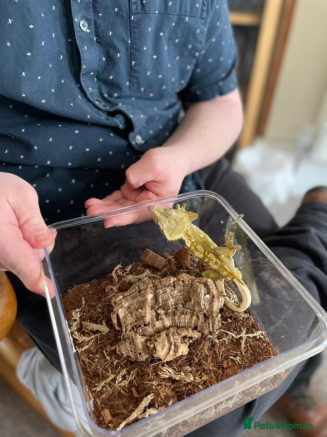 Gecko reptiles for sale: Crested gecko and custom viv - Image 6