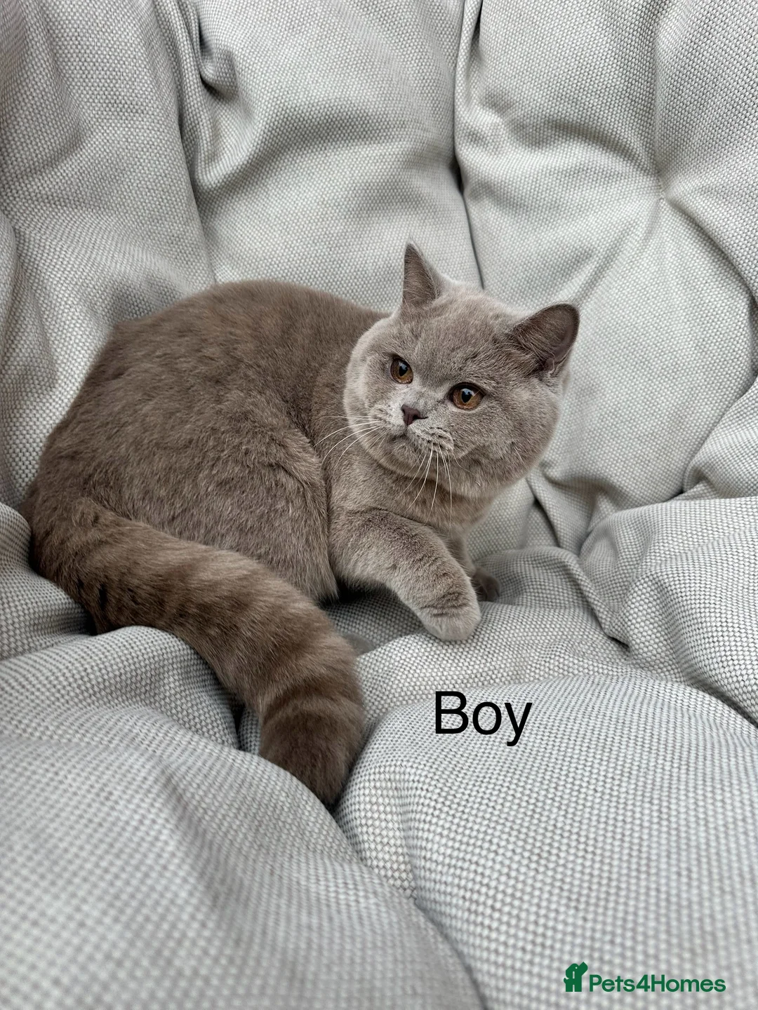 British Shorthair cats for sale: Ready British Shorthair Chunky Kittens - Advert 28