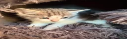 Mixed Breed cats for sale: Mixed breed kittens  - Advert 13