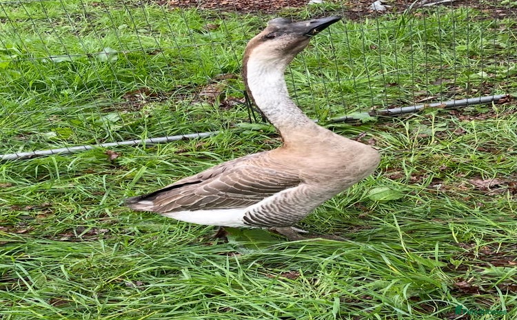 Geese poultry - Advert 1