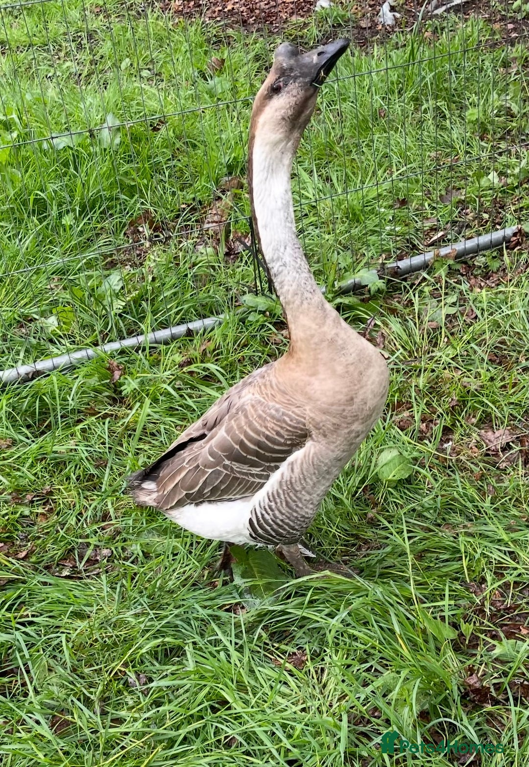 Geese poultry for sale: Trio of geese  - Image 1