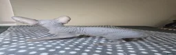Sphynx cats for sale: Sphynx kittens in Milton Keynes - Advert 30