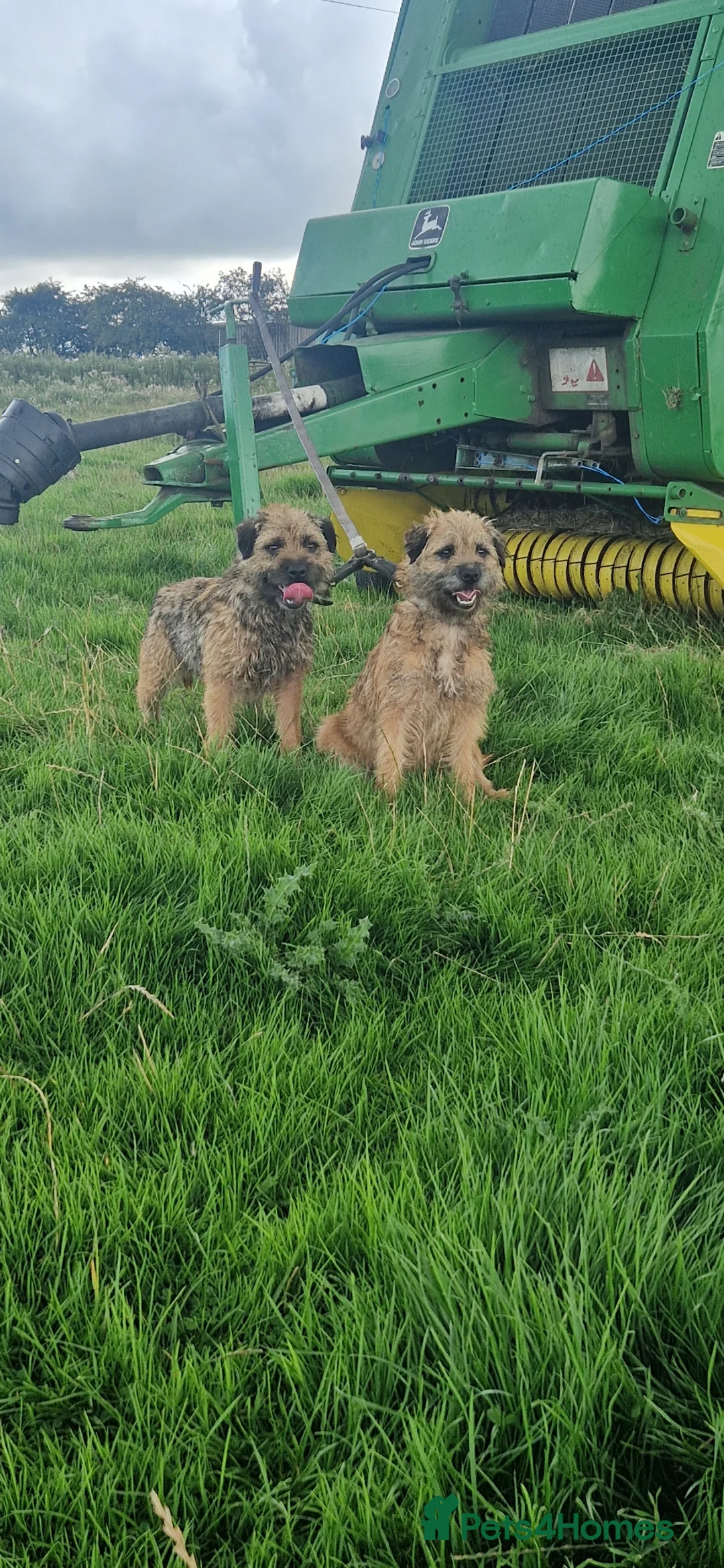 Border Terrier dogs for sale: Stunning border terrier puppys  - Advert 13