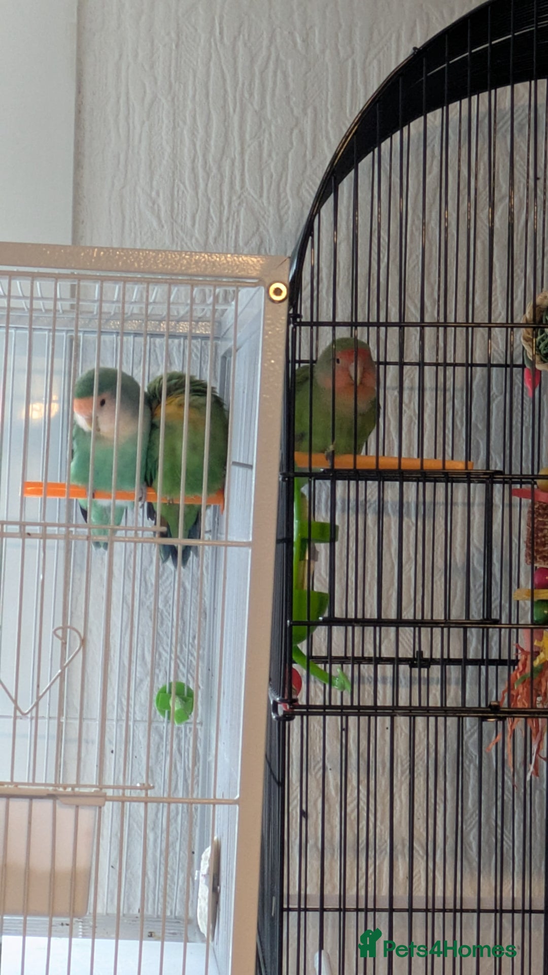 Lovebirds birds for sale: UNTAMED Female Lovebird  - Image 3