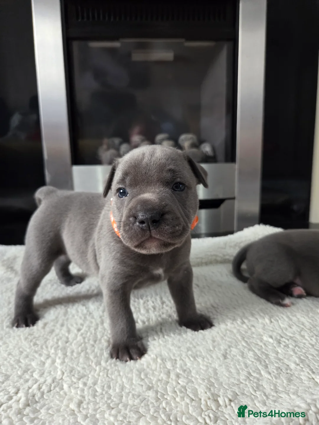 Staffordshire Bull Terrier dogs for sale: Staffordshire bull terrier blue-white - Advert 5