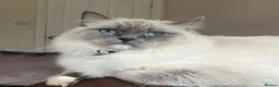 Ragdoll cats for sale: Beautiful Pure-bred Ragdoll Kittens  - Advert 18