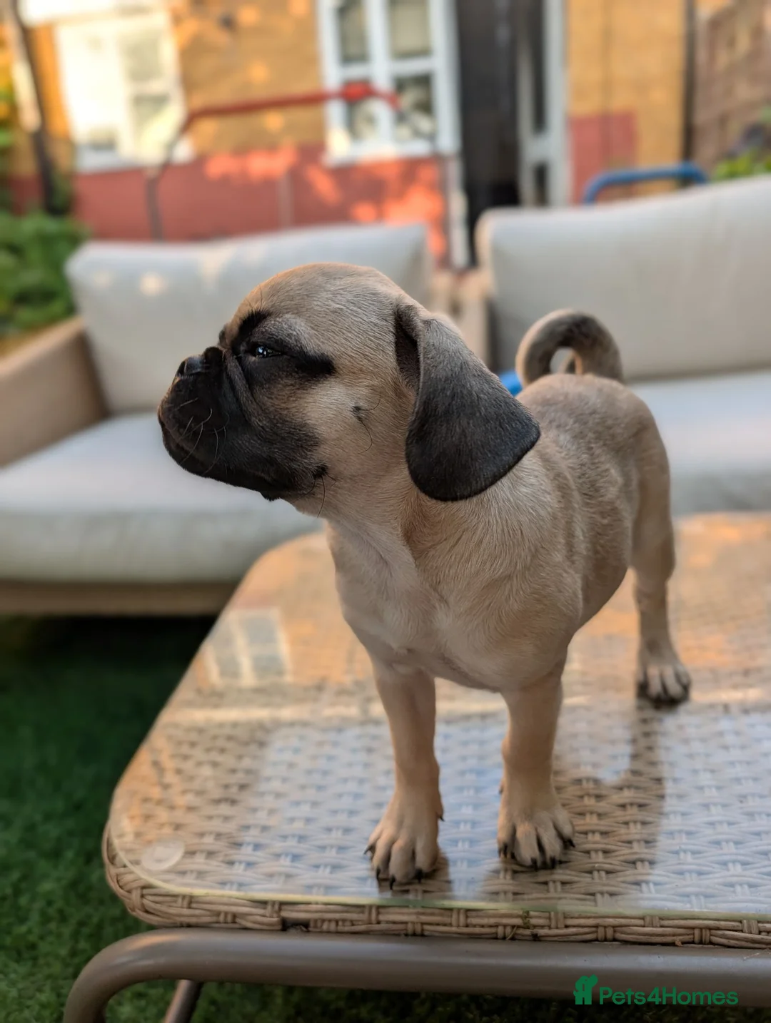 Pug dogs for sale: Loving Home Wanted for Pug Puppy - Advert 2